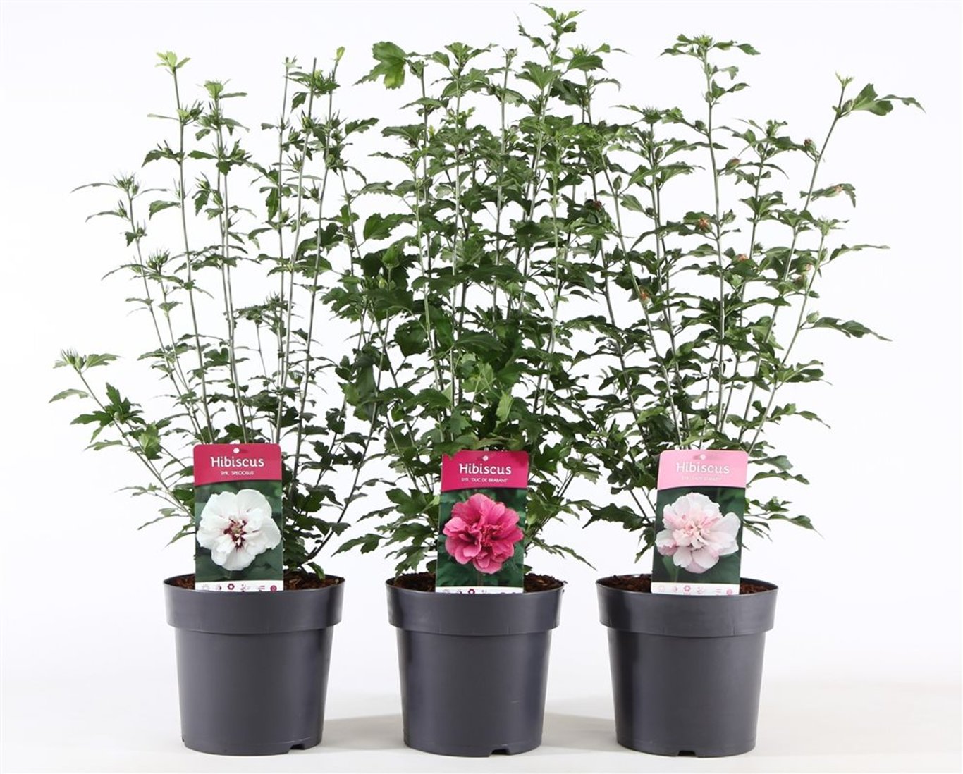 Hibiscus syr. Mix - C4